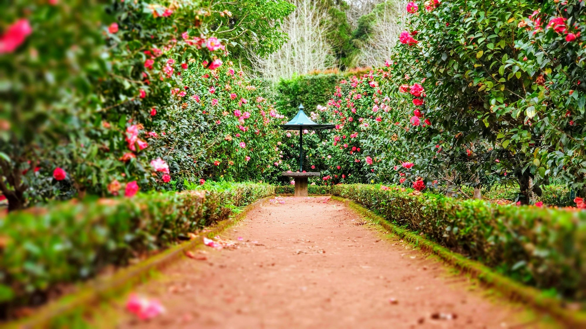 A dense garden path used as atmosphere — not a photograph of this lodge